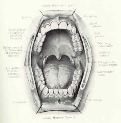 Courtesy of the Holistic Dental Association - CLICK for WEBSITE